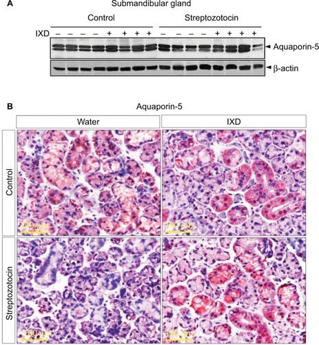 Figure 5 IXD extract increased AQP5 protein expression in submandibular gland tissue