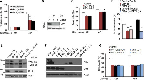 FIG 9 DR4 is involved in cell death under glucose deprivation. (A and B) HeLa cells were transfected with DR4 (1), DR4 (2), or the control siRNA. At 24 h posttransfection, cells were incubated without glucose for 24 and 48 h and collected to determine PI incorporation by FACS analysis. The averages and SEM of data from at least three experiments are shown in panel A. Western blotting of cells treated for 48 h without glucose and transfected with control, DR4 (1), or DR4 (2) siRNA is shown in panel B. (C) Control HeLa cells and cells deficient in DR4 (KO1 and KO2) were incubated without glucose for the indicated times, and the dead cells were counted under a microscope. Shown are averages and SEM of data from three independent experiments. Western blotting is shown in panel F. (D) HeLa cells were transfected with DR4 (1), DR5L (1), or control siRNA (50 nM) or the combination of DR4 (1) plus DR5L (1) siRNAs at 100 nM as a control. At 24 h posttransfection, cells were incubated without glucose for 24 and 48 h and collected to determine PI incorporation by FACS analysis. The averages and SEM of data from at least three experiments are shown. Numbers indicate the average protection (percent) conferred by each siRNA or siRNA combination versus its control. (E) Western blotting of DR5 and DR4 in HeLa cells 48 h after treatment. (F) Western blotting of knockout cells (DR4, DR5, and DR4-DR5 double knockout) generated as described in Materials and Methods. (G) Control HeLa cells and cells doubly deficient in DR4 and DR5 (KO1 and KO2) were incubated without glucose for the indicated times, and the dead cells were counted under a microscope. Shown are averages and SEM of data from three independent experiments and include DR5 data from Fig. 8D for comparison. Western blotting is shown in panel F. *, P < 0.05; **, P < 0.01; ***, P < 0.001.