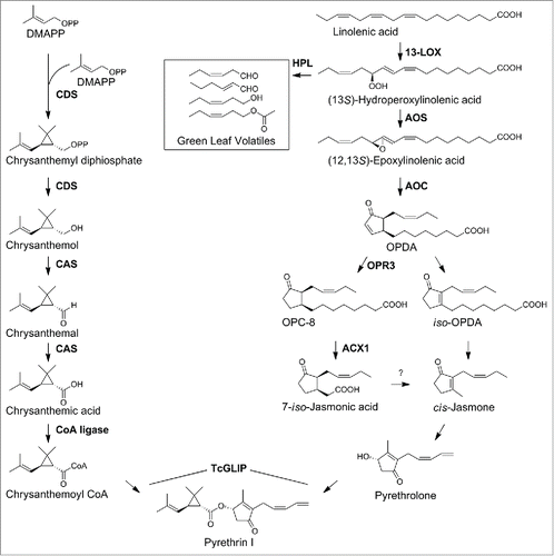 Figure 1. Biosynthetic pathways to pyrethrin I in Tanacetum cinerariifolium. Compound names are indicated in the structures, while enzyme names are shown in BOLD alongside each arrow. Abbreviations (compound names): OPDA, 12-oxo-phytodienoic acid; OPC-8, 3-oxo-2-(2-pentenyl)-cyclopentane-1-octanoic acid. Abbreviations (enzyme names): ACX1, acyl-Coenzyme A oxidase 1; AOC, allene oxide cyclase; AOS, allene oxide synthase; CAS, chrysanthemic acid synthase; CDS, chrysanthemic diphosphate synthase; CoA ligase, chrysanthemic acid:coenzyme A ligase; HPL, hydroperoxide lyase; 13-LOX, 13-lipoxygenase; OPR3, 3-oxo-2-(2-pentenyl)-cyclopentane-1-octanoic acid reductase 3; TcGLIP, Tanacetum cinerariifolium GDSL lipase. To date, no gene underlying a conversion of 7-iso-jasmonic acid to cis-jasmone has been identified, whereas iso-OPDA has been shown to possibly underlie the cis-jasmone biosynthesis.Citation23.