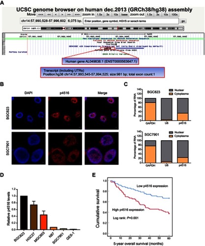 Figure 1 Identification of p4516 and its expression levels in GC cell lines as well as potential clinical significance. (A) Schematic annotation of p4516 obtained from the UCSC genome browser by BLAT search. p4516 locates on chromosome 14 (57,993,545–57,994,525), without coding protein, and its ID is ENST00000563647.1 in Ensemble Database. (B) Representative confocal microscopy images of RNA-FISH against p4516 whole sequence in BGC823 and SGC7901 cells. (Red represents p4516; blue represents nuclei). Scale bar=5 μm. (C) Subcellular localization of p4516 determined by qRT-PCR in BGC823 and SGC7901 cells. GAPDH was used as a positive control for cytoplasmic fraction and U6 was used as a positive control for nuclear fraction. (D) Relative p4516 expression levels in cell lines derived from normal gastric mucosa and primary GC by qRT-PCR analysis. (E) Kaplan–Meier curves of 5-year overall survival for all patients with low- vs high-p4516 expression in GC tissue.Abbreviation: UCSC, University of California, Santa Cruz.