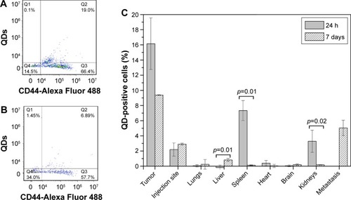 Figure 8 In vivo migration of QD-loaded MSCs.Notes: (A) Flow cytometry dot plot showing tumor homogenate stained with anti-CD44. (B) Flow cytometry dot plot showing metastasis homogenate stained with anti-CD44. Q3 quadrant shows human cancer cells, Q4 shows mouse cells, Q2 shows QD-loaded MSCs. (C) QD-positive cells found in the respective tissues. p-values show significant differences between 24 h and 7 days.Abbreviations: MSCs, mesenchymal stem cells; QDs, quantum dots.