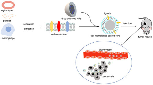 Figure 1 Schematic illustration of erythrocyte/platelet/macrophage membrane-coated nanoparticles for tumor therapy in tumor-bearing mice.