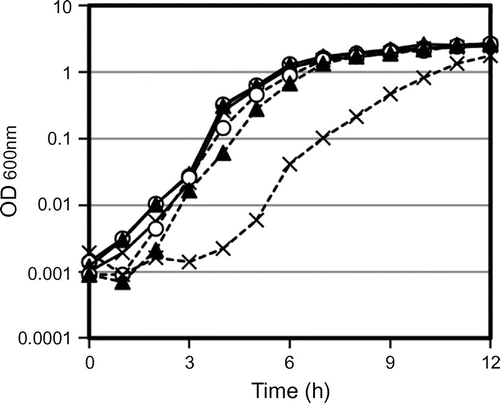 Fig. 4. Growth curves of yqgA mutants.Notes: Fresh LB medium was inoculated with overnight cultures to give an initial absorbance equivalent to OD600 = 0.001 and cultured at 37 °C with vigorous shaking. Solid lines represent the wild-type background and strains indicated with dashed lines are defective in the cell separation enzymes (∆lytE ∆lytF). Open circles are yqgA+, closed triangles are ∆YQ (a null mutant of yqgA), and × symbols are YQGAd (a truncated yqgA). Growth of EF-YQGAd with a lytE and lytF background showed a delay in cell growth.