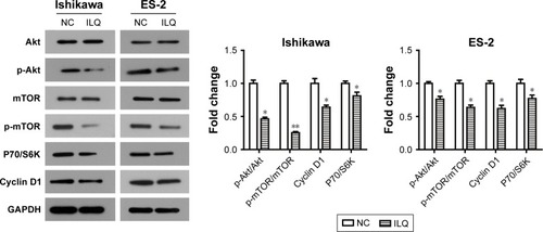 Figure 5 Isoliquiritigenin regulates the members of PI3K/Akt/mTOR pathway in Ishikawa and ES-2 cells. ILQ treatment significantly reduced the expression level of p-Akt, p-mTOR, P70/S6K, and Cyclin D1 in both Ishikawa and ES-2 cells. *P<0.05 compared with NC; **P<0.01 compared with NC.