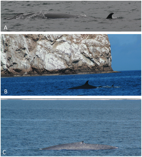 Figure 5. Telephoto photography of whales seen off Isla San Cristóbal in 2013 and 2016: (A) Typical sighting of a Bryde’s whale on the surface (2013); (B) A mother-calf Bryde’s whale pair photographed just off Leon Dormido in 2016; (C) A Blue whale close to shore in 2016 (beach is visible at top of photo).