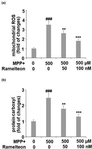 Figure 2. Ramelteon alleviated MPP+-induced oxidative stress. (a). The levels of mitochondrial ROS; (b). Levels of protein carboxyl (###, P < 0.005 vs. vehicle; **, ***, P < 0.01, 0.005 vs. MPP+, N = 5–6)