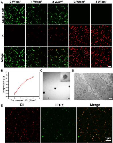 Figure 6 Effects of LIFU irradiation on the bionic system. (A) CLSM images of RAW 264.7 cells stained with CAM and PI after LIFU irradiation at 0, 1, 2, 3, and 4 W/cm2 for 10 min (scale bar: 50 μm). (B) Change curve of temperature with MTNPs irradiated with LIFU at different intensities (1, 2, 3, 4 W/cmCitation2) for 10 min. (C) TEM image of NPs released by LIFU irradiation of MTNPs (scale bar: 200 nm, scale bar for enlarged TEM: 100 nm). (D) TEM image of cells treated with LIFU irradiation of MTNPs (scale bar: 2 μm). (E) CLSM images of NPs released by LIFU irradiation of MTNPs (scale bar: 1 μm).