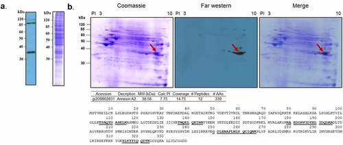 Figure 1. Far-western blotting of human nasopharynx cell and PsaA. (a) SDS-PAGE of whole cell lysate of human nasopharynx cell (Detroit 562) was probed with biotinylated PsaA. (b). Far- western blot analysis of whole cell lysate proteins of human Detroit 562 cell probed with biotinylated PsaA. A specific interaction between PsaA and whole proteins was detected by a streptavidin bead conjugated with HRP and visualized by x-ray film exposure. A protein spot from approximately 35 kDa (arrow) was excised from Coomassie stained gel and analyzed by electrospray ionization-tandem mass spectrometry for protein identification. Based on isoelectric point and molecular weight summarized in the table, human annexin A2 was identified as a putative receptor of PsaA. Amino acid sequences of human ANXA2 identified from mass spectrometry were underscored.