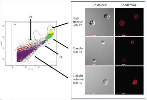 Figure 3. FACS analysis of larval haemocyte population. Haemocytes were extracted from larvae and differentiated by FACS based on cell size (x-axis) and granularity (y-axis). Representative images of haemocytes in the P2, P5 and P7 sub-populations are presented.