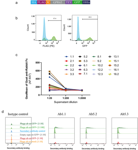 Figure 4. Phage-derived antibodies raised against chimeric constructs were able to recognise GPR65 expressed on HEK cells. a) GPR65 construct containing hemagglutinin (HA) signal sequence to encourage trafficking to the cell surface, FLAG tag to confirm surface expression, 3C and TEV protease sites to cleave off tags, His tag to aid with purification and GFP to aid with detection of gene expression. b) The construct was transiently transfected into HEK cells and incubated for 24 h. Binding was analyzed by flow cytometry, after initially gating on forward and side scatter, by FLAG expression, through a PE-conjugated anti-FLAG antibody, and detection of GFP. Wild type HEK cells are depicted in blue, whilst HEK cells transfected with human GPR65 are depicted in green. Percentage of GPR65 positive cells (green) is stated within the plots. Diluted phage-derived antibody-containing supernatant was incubated with HEK cells ±GPR65, and binding was detected using an anti-rabbit Fc. c) Initial HEK cell screen of all phage-derived antibodies, highlighting 3 titrating GPR65-specific binders. d) Flow cytometry plots of the three GPR65-specific binders where GFP+ cells represent GPR65 expressing cells (green), whilst GFP− cells (reg and grey) represent the internal negative control of cells not successfully transfected with GPR65 DNA, while mock cells (orange) reflect WT HEK cells having undergone the transfection protocol, without the addition of any DNA.