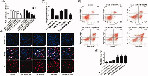 Figure 2. Cell proliferation and apoptosis in vitro. (A) Cell proliferation was detected with CCK-8. U87MG cells were incubated with different dosages of cRGD-siEGFR (400, 600 or 800 nM) and tested at 48 h or 72 h by a CCK-8 assay. Control was the untreated group. cRGD-siNC (800 nM) was the negative control group. (B) The proliferation of U87MG cells was detected by EDU after treatment with cRGD-siEGFR (800 nM) for 48 h. Control was the untreated group. cRGD-siNC (800 nM) was the negative control group. Treatment with siRNA (100 nM) using a transfection reagent (Lipo2000) was used as a knockdown positive control. A fluorescence image of cellular DNA (Hoechst stain; blue), and a fluorescence image of EdU-labeled DNA revealed by reaction with Alexa568 azide (red; marked by arrow). (C) Quantitative analysis of U87MG cell proliferation. The proliferative activity was relative to the fluorescence image of EdU-labeled DNA (red fluorescence; marked by arrow). (D) The apoptosis of U87MG cells was detected by flow cytometry after different treatments for 3 days. (E) Quantitative analysis of U87MG cell apoptosis. *p < 0.05 vs. Control group, #p < 0.05 vs. cRGD-siNC group, n = 3; bar = 20 μm.