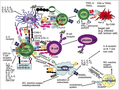 Figure 1 Key immune system interactions are targeted by approved therapeutic mAbs. This figure illustrates the immunological pathways targeted by the approved mAbs and Fc-fusion proteins summarized in Table 1. CD, cluster of differentiation; CTLA-4, cytotoxic T-lymphocyte antigen-4; EpCAM, epithelial cell adhesion molecule; GM-CSF, granulocyte macrophage-colony stimulating factor; HLA, human leukocyte antigen; ICAM, intercellular adhesion molecule; IFN, interferon; Ig, immunoglobulin; IL, interleukin; LFA, lymphocyte function-associated antigen; TNF, tumor necrosis factor; LT, lymphotoxin; RANKL, receptor activator of nuclear factor kappaB ligand; TH cell, T helper cell; TRAIL, TNF-related apoptosis-inducing ligand; VCAM, vascular cell adhesion molecule; VLA, very late antigen.