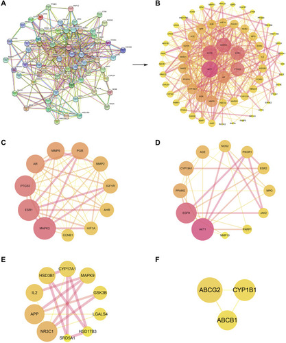 Figure 6 The PPI network and cluster analysis. (A) The PPI information generated by the STRING database. (B) The PPI network visualized using the Cytoscape software. (C) Cluster 1 (score = 9.6). (D) Cluster 2 (score = 5.455). (E) Cluster 3 (score = 3.333). (F) Cluster 4 (score = 3). The size and color of the node represent the degree of the target protein. The width and color of the edge represent the combined score of the target protein.
