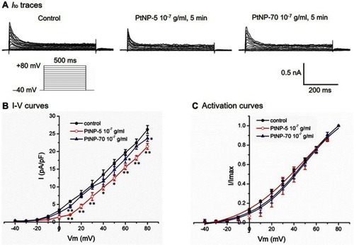 Figure 5 The suppressing effects of PtNP-5 and PtNP-70 (10–7 g/mL) on the Ito channels in cultured neonatal cardiomyocytes. (A) Typical Ito current tracings at baseline and after exposure to PtNP-5 and PtNP-70 for 5 mins. (B) I–V curves of Ito channels at baseline and after exposure to PtNP-5 and PtNP-70 for 5 mins. (C) The activation curves of Ito channels at baseline and after exposure to PtNP-5 and PtNP-70 for 5 mins. Note that both PtNP-5 and PtNP-70 decreased the Ito current densities but did not significantly affect the channel activation kinetics. *P<0.05, **P<0.01 vs the corresponding value of control.