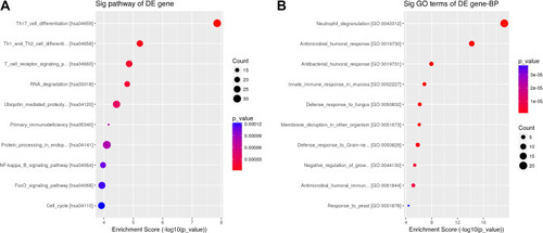 Figure 4 Biological and functional analysis of changed genes found when comparing the ISO-induced acne flare-up group and the ISO-ineffective group. Peripheral blood RNA from ISO-induced acne flare-up patients and ISO-ineffective patients was extracted, sequenced, and then analyzed via KEGG and GO. (A) KEGG pathway analysis showed differentially expressed genes were enriched in T cell differentiation, the Th17 cell differentiation pathway, the Th1 and Th2 cell differentiation pathway, T cell activation, the T cell receptor signaling pathway, and TOC signaling. (B) GO significant enrichment analysis revealed that downregulated genes were mainly involved in defense response to microbes (fungus, G± bacterium, protozoan, and virus), immune response (innate immune response in mucosa and antimicrobial humoral response), and neutrophil degranulation.