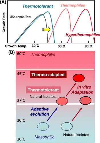 Fig. 1. (A) Concept for how thermotolerant species differ from mesophiles, thermophiles, and hyperthermophiles, and (B) concept of adaptive evolution and experimental adaptation (in vitro adaptation) to produce naturally thermotolerant and thermo-adapted strains.