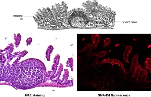 Figure 7 Histochemistry of Peyer’s patches.Note: Peyer’s patches isolated from ileum sections of the intestine, obtained from mice following oral gavage with SMA-DiI for 4 hours, where H&E stained and observed under a fluorescence microscope.Abbreviations: DiI, dioctadecyl-3,3,3′,3′-tetramethylindocarbocyanine perchlorate; H&E, hematoxylin and eosin; SMA, styrene maleic acid.