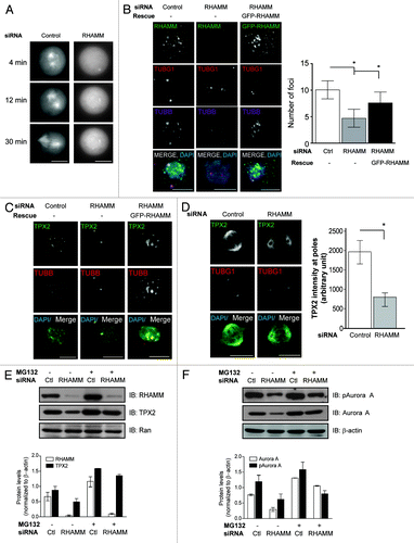 Figure 3. RHAMM is required for spindle microtubule assembly and TPX2 localization and stability. (A) In living HeLa cells expressing GFP-tubulin, microtubule assembly and the formation of a bipolar spindle following nocodazole treatment was disrupted in cells treated with siRNA targeting RHAMM. Scale bars = 10 μm. (B) In mitotic HeLa cells recovering from nocodazole treatment, microtubule assembly at non-centrosomal sites was attenuated in RHAMM-silenced cells, and the expression of GFP-RHAMM was sufficient to re-establish microtubule assembly at these sites. Scale bars = 10 μm. (mean ± s.d., n = 4, *P < 0.05). (C) TPX2 localization to non-centrosomal microtubule assembly sites was abolished in RHAMM-silenced mitotic cells during recovery from nocodazole, and the expression of GFP-RHAMM was sufficient to re-establish microtubule assembly at these sites. Scale bars = 10 μm. (D) TPX2 specific immuno-staining at spindle poles (regions of interest identified by TUBG1) was significantly reduced in cells treated with siRNA targeting RHAMM. Scale bars = 10 μm. (mean ± s.d., n = 3, *P < 0.05). (E) In synchronized early mitotic cells, the levels of RHAMM and TPX2 were reduced in cells pretreated with siRNA targeting RHAMM compared with those treated with scrambled control siRNA. Proteasome inhibition (MG132, 15 µM) was sufficient to recover the level of TPX2 in RHAMM-silenced cells. Ran served as a related protein that was unaffected in RHAMM-silenced cells. Protein expression levels in immunoblotting experiments are quantified by normalizing to β-actin levels. (F) In synchronized early mitotic cell, the levels of Aurora A and pAurora A were reduced in cells pretreated with siRNA targeting RHAMM compared with those treated with scrambled control siRNA. Proteasome inhibition (MG132, 15 µM) was sufficient to recover the level of Aurora A, but not pAurora A, in RHAMM-silenced cells. β-actin levels confirmed equal loading. Protein expression levels in immunoblotting experiments are quantified by normalizing to β-actin levels.