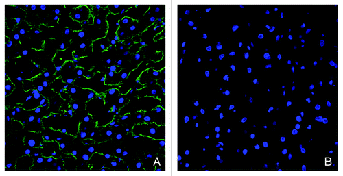Figure 7. Immunofluorescence detection of cell-surface CD81 in the liver with anti-CD81 mAb JS81. Green fluorescent signal indicative of JS81 binding could be observed in the liver from vehicle-treated monkey (A), while no signal could be detected in the liver of K21-treated monkey at 12 h after a single 7 mg/kg dose (B). Liver nuclei are stained with DAPI (blue).