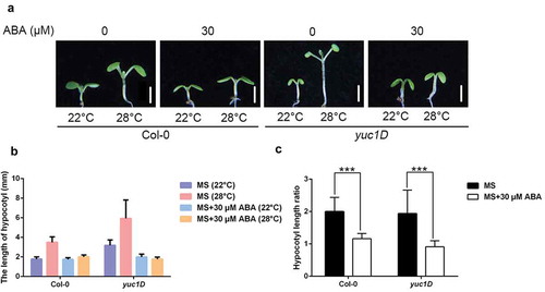 Figure 4. Hypocotyl length of yuc1D.(a) Representative images showing hypocotyl length of Col-0 and yuc1D mutants grown in the presence of 30 μM ABA or not at 22°C or 28°C. Scale bar = 2 mm. (b, c) Quantitative results for hypocotyl length (b) and relative hypocotyl length ratio (28°C vs 22°C) (c) as shown in (a). Means ± SD; n = 30.