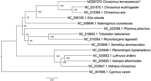 Figure 1. Phylogenetic relationships of several Leuciscid species, including the study species, Chrosomus tennesseensis, indicated by an asterisk (*). Cyprinus carpio is a member of the family Cyprinidae and is the outgroup in this dataset. The above tree was generated using the maximum likelihood software, RAxML-HPC BlackBox (8.2.12) (Stamatakis Citation2014).