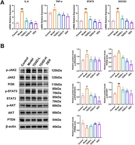 Figure 6 TDXD inhibited PI3K/AKT/PTEN and JAK2/STAT3 signaling pathways in LPS-induced mice. (A) mRNA expression of IL-6, TNF-α, STAT3, and SOCS3 in mice lung tissues analyzed by RT-PCR (mean ± SD, n = 3). (B) Protein expression of PI3K, p-AKT/AKT, PTEN, p-STAT3/STAT3, and p-JAK2/JAK2 analyzed by Western blotting (mean ± SD, n = 3). Each experiment was conducted in triplicate. #P < 0.05 and ##P < 0.01, compared with normal group; *P < 0.05 and **P < 0.01, compared with model group.