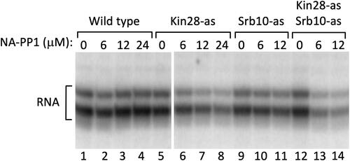 FIG. 3. Both Kin28 and Srb10 can promote transcription. (A) (only upper panel of Fig 3A shown in revised figure) Nuclear extracts (NE) made from wild-type, Kin28-as, Srb10-as, or Kin28-as Srb10-as strains were used as indicated. The transcription reactions were performed as described in Materials and Methods. A lane was spliced out to omit a lower concentration of NA-PP1 used in the experiment.