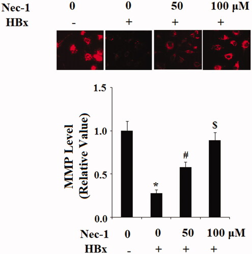 Figure 3. The RIP1 inhibitor necrostatin-1 (Nec-1) ameliorated HBx-induced reduction of mitochondrial membrane potential (MMP) in human LO2 normal hepatocytes. LO2 normal hepatocytes were transfected with HBx-encoding plasmid. Twenty-four hour later, cells were treated with Nec-1 at the concentration of 50 and 100 μM for another 24 h. Intracellular level of mitochondrial membrane potential (MMP) was determined by TMRM staining (*, #, $, p < .01 versus the previous column group).