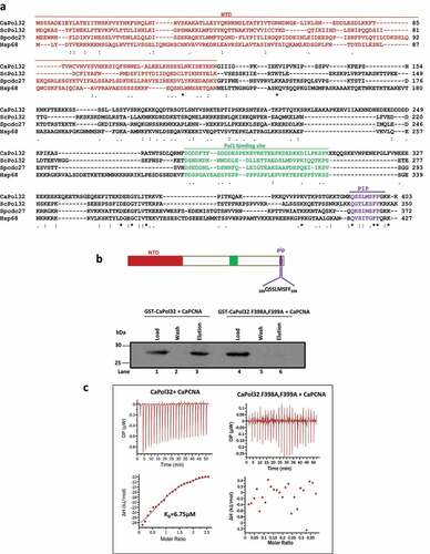 Figure 1. In silico analyses and identification of PIP motif of CaPol32. a. Multiple amino acid sequence alignment of CaPol32 with ScPol32, SpCdc27, and human p68 (Hsp68) using CLUSTAL W. Identical residues are designated by * and similar residues are designated with symbols: . N-terminal domain (NTD), Pol1 binding site, and PIP motif are shaded with brown color, green, and violet color, respectively. b. Glutathione sepharose beads bound with GST-CaPol32 (Lanes 1–3) and GST-CaPol32 (F398A, F399A) (Lanes 4–6) were mixed with CaPCNA in the equilibration buffer. After the incubation, beads were washed with equilibration buffer and bound PCNA was eluted by protein loading dye. Various fractions were resolved in 12.5% SDS-PAGE and binding of PCNA was detected by an anti-CaPCNA antibody. c. ITC analysis of binding of CaPCNA with CaPol32 and CaPol32 (F398A, F399A). In each figure, the upper panels show the measure of heat exchanges during each CaPCNA injection, while the lower panels show enthalpy changes as a function of the molar ratio of CaPol32 or CaPol32 (F398A, F399A) binding to a CaPCNA monomer.