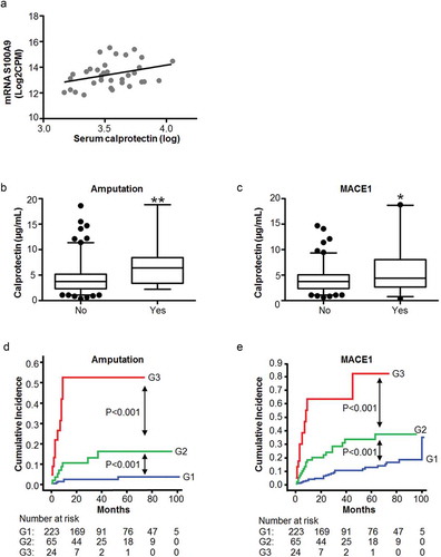 Figure 4. S100A9 mRNA expression and calprotectin levels in circulating EVs and serum of control and PAD patients. (a) The association between the mRNA levels of S100A9 in EVs measured by RNA-Seq (Y axis, log-transformed), and the serum levels of calprotectin (X axis, log-transformed) determined by ELISA in the same subjects, showed a positive significant correlation between them (n = 35, r = 0.337, p = 0.048). (b, c) Serum calprotectin levels were measured by ELISA in the complete PAD population (n = 317). Increased levels of calprotectin were observed in PAD patients with amputation (b) and MACE1 (c) in the follow-up (mean follow-up 3.6 years). *p < 0.05 and **p < 0.001 vs. no event. (d, e) Kaplan-Meier curves for the incidence of amputation (d) and MACE1 (e) in the follow-up. PAD patients were categorized according to the combination of calprotectin (≥7.4 µg/mL) and hs-CRP levels (≥13 mg/L). Group 1: low calprotectin and low hs-CRP; Group 2: either high calprotectin or high hs-CRP, and Group 3: high calprotectin & high hs-CRP. Patients with high levels of calprotectin and hs-CRP (group 3) presented increased risk for amputation and MACE1 than those within groups 1 and 2.