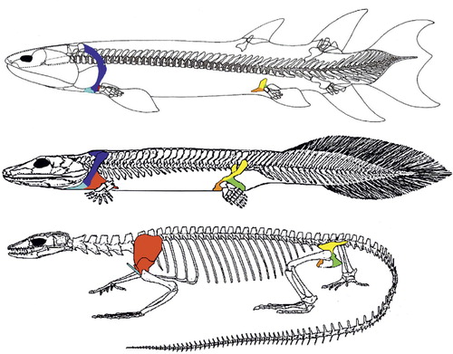 Figure 2. Eusthenopteron (top), a fossil lobe-finned fish of approx. 380 mya is seen as the beginning of the transition to land-life. The minute scapulocoracoid (red) is attached to the skull through the dermal bones cleithrum and anocleithrum (blue). The pelvic bone (yellow, green, orange) is not attached to the spine. Acanthostega (a fishapod, middle) can be seen as the other end of the transition to land-life, and the time elapsed between these two fossils is about 15 million years. Scapulocoracoid (red) has increased in size, and the pectoral girdle is no longer attached to the cranium. The pelvis has enlarged markedly and is now attached to the spine by ligaments and muscles. Varanus (bottom), is an extant tetrapod, a lizard. The clavicle (light blue) is not attached to the spine, allowing movement between the scapulocoracoid and the spine to increase stride length. The pelvis has a bony connection to the spine through the sacroiliac joints (figures not to scale, adapted from Clack Citation2002, with permission).