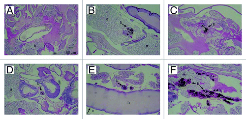 Figure 6. PAS-stained sections of G. mellonella. (A) Uninfected control larva inoculated with 0.1 M PBS. Larva infected with P. lutzii at concentrations of (B) 101, (C) 102, (D) 103, (E) 104 and (F) 105 colony forming units. All larva were incubated at 25°C. Structures are annotated as follows: a, adipose bodies; b, fungal cells; c, cuticle; h, hemolymph.