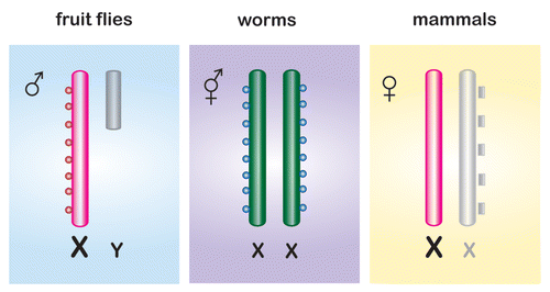 Figure 1 Dosage compensation mechanisms in flies, worms and mammals. Dosage compensation process in Drosophila melanogaster is achieved by transcriptional upregulation of the male X chromosome (red) and is regulated by the MSL complex (red balls). In C. elegans the two X chromosome in hermaphrodites are repressed by half (green) and regulated by the DCC complex (blue balls). In mammals only one of the female X chromosomes is active (red) while the other is transcriptionally inactive (grey) and regulated by the presence of Xist RNA (grey blocks).