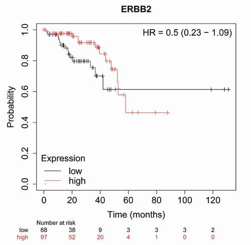 Figure 4. In large cohort of 165 patients, high HER2 expression show a trend, after 40 months, towards poor overall survival in rectum adenocarcinoma