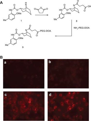 Figure 7 Uptake of liposomes decorated with modified SV119 (mSV119) by DU-145 cells. Scheme of synthesis (A) and microscopic images (B) (n = 4, mean ± SD). In (B), the percentage of mSV119-PEG-DOA in the total lipid was 0% (a), 1% (b), 3% (c), and 5% (d), respectively.Abbreviations: DOA, dioleyl amido aspartic acid; PEG, polyethylene glycol.