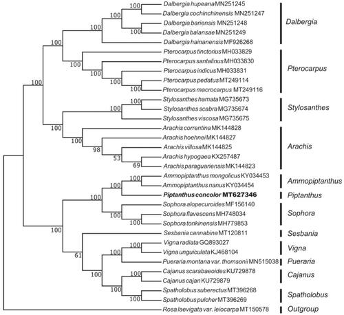 Figure 1. Neighbor-joining (NJ) tree of 32 species from the family Leguminosae based on the complete chloroplast sequences using Rosa laevigata var. leiocarpa as an outgroup.