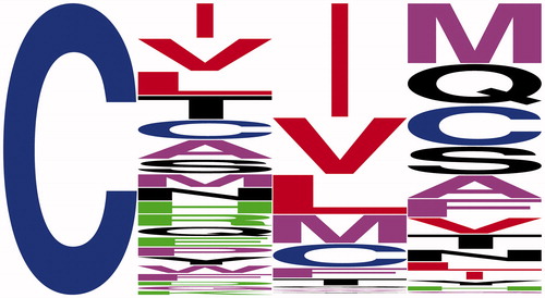 Figure 6. Weblogo amino acid frequency analysis of sequences identified by a Ras-based strategy (Stein et al. Citation2015). The sequences analyzed were part of a set of sequences (n = 496) having an enrichment score greater than 3, which is suggestive of prenylation. The average enrichment score of the full 8,000 sequence set was 0.80, whereas the average score of the sequences analyzed for frequency analysis was 9.42. Color scheme: Cys is blue; polar charged amino acids are green (Asp, Arg, Glu, His, and Lys); polar uncharged residues are black (Asn, Gln, Ser, Thr, and Tyr); branched chain amino acids are red (Ile, Leu, and Val); and all other residues are purple (Ala, Gly, Met, Phe, Pro, and Trp). (see color version of this figure at www.tandfonline.com/ibmg).