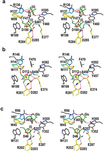 Figure 5. Stereo views of residues in the active sites of BiBftA ΔAΔC-Fru (a) and the corresponding residues in MsFFase (PDB code 3VSS) (b) and in EaLsc (PDB code 4D47) (c). Residues that form direct hydrogen bonds with Fruf (i) and Frup (ii), three aromatic residues, Trp189, Tyr460, and Phe473, and Ser461 in BiBftA ΔAΔC are indicated. Five residues that form direct hydrogen bonds with Fruf (i) in BiBftA ΔAΔC and the corresponding residues in (b) and (c) are shown in yellow. His137 and Ser461 in BiBftA ΔAΔC and the corresponding residues in (b) and (c) are shown in cyan. Fru and glucose (Glc) molecules are shown in green. Direct hydrogen bonds between amino acid residues and sugar molecules are indicated by magenta dotted lines. β-Fruf at subsite −1 in (b) is indicated as −1