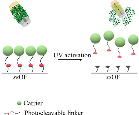 Figure 11 Scheme of the light activated drug delivery systems for loco-regional drug delivery.