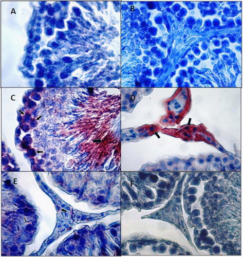 FIGURE 1 Bax localization in the rat testes. Immunohistochemically, Bax-stained cells were not observed in the seminiferous tubules of control rats. Section of testicular tissue from control group (A). No Bax staining was in the cytoplasm of Leydig cells (B). In rats exposed to FA, heavy Bax staining was detected in the cytoplasm of spermatogenetic cells (C) (arrows). Due to FA exposure, heavy Bax staining was observed in the cytoplasm of Leydig cells (D) (arrows). The density of immunohistochemical Bax staining was minimal in the cytoplasm of spermatogenetic (thin arrow) and Leydig cells (large arrow) in rats treated with FA and MEL (E). A preimmune control for Bax (F). Magnification×40.