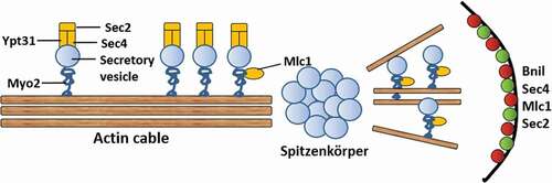 Figure 8. Transport secretory vesicles to mycelium tip. The secretory vesicles are transported to the top by actin. All vesicles will carry Sec4. After forming Spitzenkörper, the vesicles are polarized by the polar bodies and transported to the cell surface by a motorized protein strip
