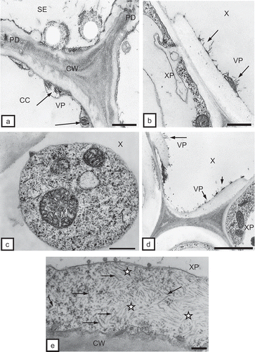 Fig. 5. a, Incomplete TRV PSG particles (VP, arrows) in a companion cell (CC) of tobacco root. CW = cell wall, PD = plasmodesmata, SE = sieve element. Bar = 0.2 μm. b, Incomplete TRV PSG particles (VP, arrows) in a mature tracheary element of xylem (X) of tobacco root. XP = xylem parenchyma. Bar = 0.2 μm. c, Arrows indicate complete virus particles in xylem tracheary element (X). M = mitochondria. Bar = 0.2 μm. d, Incomplete TRV PSG particles (VP, arrows) in a mature tracheary element of xylem (X) of potato root. XP = xylem parenchyma. Bar = 0.5 μm. e, Complete (arrows) and incomplete (asterisks) TRV particles in xylem parenchymal cells (XP) of potato root. CW = cell wall. Bar = 200 nm.