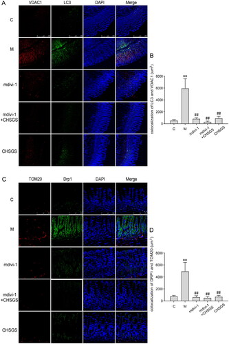Figure 4. Effects of CHSGS on the fluorescence co-localization expression of LC3 and VDAC1, Drp-1 and Tom20 in gastric antrum tissue of FD rats. (A) Immunofluorescence of LC3 and VDAC1, (B) Colocalization of LC3 and VDAC1 Immunofluorescence. (C) Immunofluorescence of Drp-1 and Tom20. (D) Colocalization of Drp-1 and Tom20 Immunofluorescence. Data were presented as means ± SD, compared with C, **p < 0.01, compared with M, ##p < 0.01.
