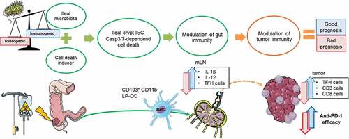 Figure 1. Proposed mechanism of action how the gut microbiota impacts the immunogenic apoptosis of ileal IEC during oxaliplatin based chemotherapy. Chemotherapy acts not only on the tumor cells but on dividing cells, in particular the IEC of the ileal crypts, resulting in their Casp3-deficient cell death. The immunogenic potential of IEC death relies on the profile of the ileal microbiota. Local immunity is then modulated by migration of CD103+CD11b− (Batf3+) DCS to the mLN where they trigger a local immune response characterized by the IL-1β and IL-12 dependent activation of TFH cells. TFH accumulate in the tumor microenvironment and shift the balance toward anti-tumor immunity in colorectal cancer, restoring responsiveness to PD-1 blockade.