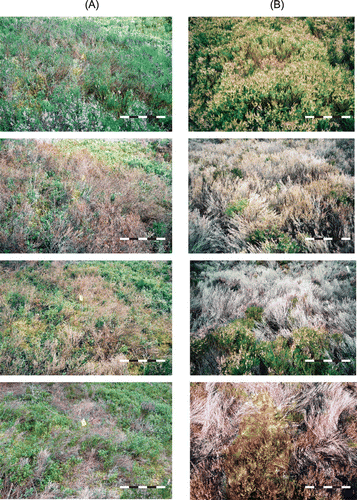 Figure 5 Annual, late-summer photographs illustrating the development of ground vegetation from one year before (2002), to three years after die-back (2005). The vegetation at two example cells, which had initially high Calluna cover, then high Calluna die-back, is shown. Each example consists of a column of four photographs, ordered by year, with 2002 as the upper photograph. Die-back occurred between the first (2002) and second (2003) photograph in each column. Figure 5a (four photographs forming the left-hand column of the figure) and Figure 5b (right-hand column) show a cell at a forest and heathland plot, respectively. Photographs are oblique views of cells, taken from a standing position 2 m from the cell centre, which is marked by a small yellow flag (visible in some of the photographs). Photographs were taken for illustrative rather than mensurative purposes, however an approximate (50 cm) scale for middle distances is given. The photographer's shadow has been digitally lightened in the 2005 photograph of Figure 5b.