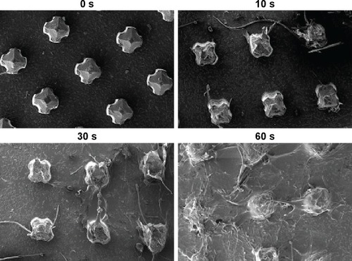 Figure 8 Dissolution of OVA-PD-Lipos-MNs after insertion into mouse skin in vivo.Abbreviations: OVA, ovalbumin; PD, Platycodin D; MNs, microneedle array.