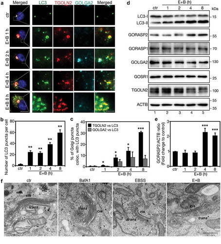 Figure 1. Amino acid starvation induces Golgi derived vesicles to colocalize with autophagosomes. (a) Golgi-derived fragments colocalize with autophagosomes upon amino acid starvation. HeLa cells were incubated with growth medium (ctr) or with EBSS and 400 nM BafA1 (E + B) for the indicated times, stained for LC3, TGOLN2, GOLGA2, and DNA. The four columns on the right are the enlarged areas indicated in the first column on the left. Scale bar: 10 µm on the left, 1 µm on the right. (b) Quantification of (a) for the average number of LC3 puncta per cell. Values are shown as mean ± SD from three independent experiments; statistical significance of the results was assessed by Student’s t-test. *, p < 0.05; **, p < 0.01; ***, p < 0.001. (c) Quantification of (a) for the percentage of TGOLN2 and GOLGA2 signals that colocalized with LC3. (d) Western blots of LC3 and major Golgi proteins in HeLa cells treated as in (a). (e) Quantification of (d) for the GORASP2 protein level. (f) Electron microscopy pictures of HeLa cells treated with growth medium (ctr), BafA1, EBSS, or EBSS with 400 nM BafA1 (E + B) for 4 h. Scale bar: 500 nm. Cis- and trans-sides of the Golgi are indicated.