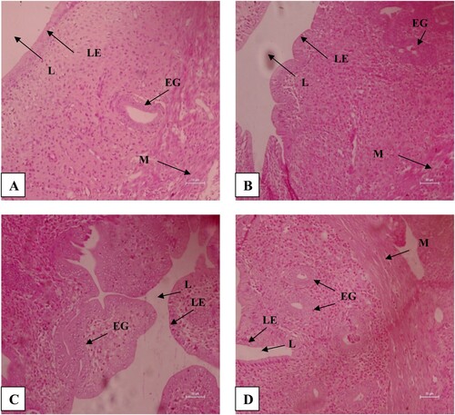 Figure 2. H&E stained sections of the uterus of B. bengalensis treated with different concentrations of papaya seed powder and sacrificed immediately after the withdrawal at 200× magnification showing histomorphological changes, (A) control rat, (B) 3% treated rat, (C) 5% treated rat, and (D) 10% treated rat (LE-Luminal epithelium, L-Lumen, M-Myometrium, EG-Endometrial gland).