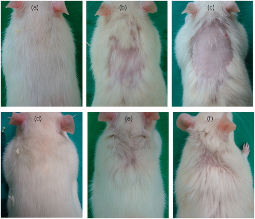 Figure 1. Epilation by glycyrrhizic acid. Wistar rats were treated with solvent only (a) or with 15% glycyrrhizic acid for 3 d (b) or 6 d (c), respectively. Of note, the treatment causes distinct epilation without clinical signs of skin irritation. To observe long-term effects of glycyrrhizic acid on hair regrowth, animals were treated until complete loss of hair, taking about 6–12 d, then left untreated for 4 weeks, before starting a new treatment cycle. A treatment for seven cycles with solvent only (d) shows no alterations in the fur. In the presence of glycyrrhizic acid, treatments for five (e) and seven cycles (f) lead to impaired regrowth of new hair. Experiments shown were repeated three times with similar results.