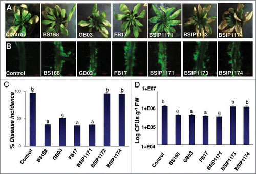 Figure 3 Effect of root colonization of B. subtilis acetoin biosynthetic mutants (A), on disease symptom development (B) percent disease incidence (C), and pathogen multiplication (D) in the leaves of A. thaliana Col-0 plants inoculated with DC3000. The images are a representative example of n = 6 and the data is an average of two separate experiments each with six replicates. The root confocal images were taken using 10x objective lens. The green fluorescence in (A) shows the FB17 biofilm on the root surface. The yellow patches on the leaves in the (B) show classical DC3000 inflicted disease symptoms in the form of chlorosis (scale bar: A = 100 µm). Different letters on the bars indicate a statistically significant difference between treatments (C: F(6,43) = 153.1, p < 0.05, ANOVA; D: F(6,43) = 125.3, p < 0.05, ANOVA).